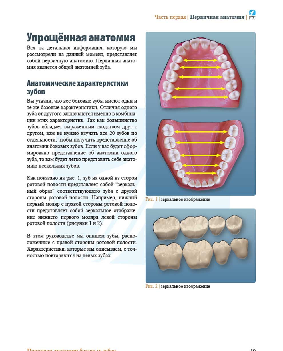 Анатомические характеристики зубов