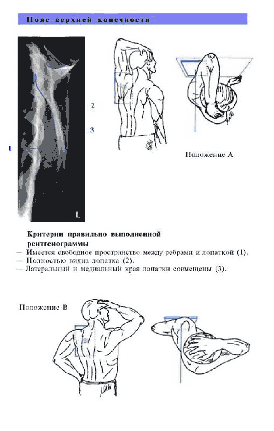 Пример страницы из книги "Атлас рентгенологических укладок" - Торстен Б. Меллер, Эмиль Райф
