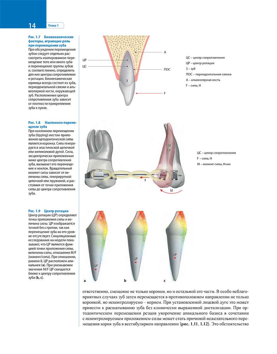 Рис. 1.7 Биомеханические факторы, играющие роль при перемещении зуба