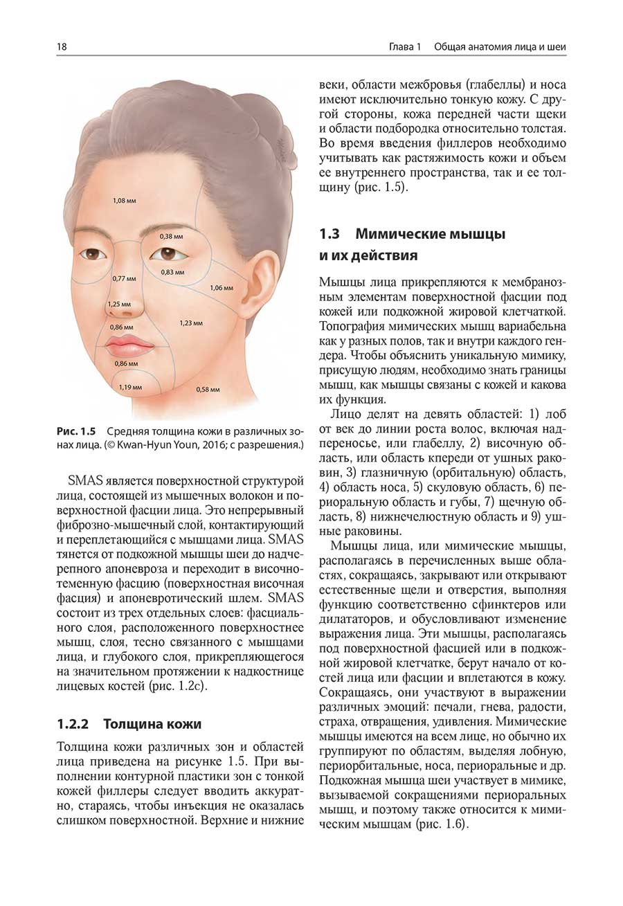 Рис. 1.5 Средняя толщина кожи в различных зонах лица