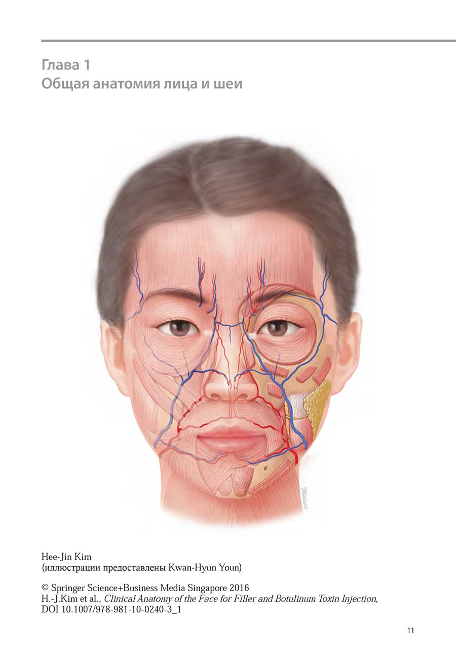 Общая анатомия лица и шеи