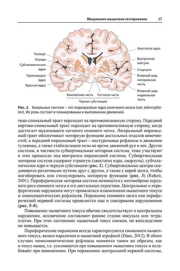 Рис. 2 Базальные ганглии - это подкорковые ядра конечного мозга (лат. telencephalon). Их роль состоит в планировании и выполнении движений. Рис. 2 Базальные ганглии - это подкорковые ядра конечного мозга (лат. telencephalon). Их роль состоит в планировании и выполнении движений.