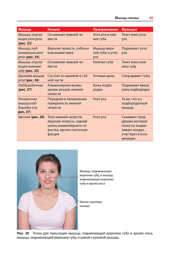 Рис. 30 Точки для пальпации мышцы, поднимающей верхнюю губу и крыло носа, мышцы, поднимающей верхнюю губу, и малой скуловой мышцы. Рис. 30 Точки для пальпации мышцы, поднимающей верхнюю губу и крыло носа, мышцы, поднимающей верхнюю губу, и малой скуловой мышцы.