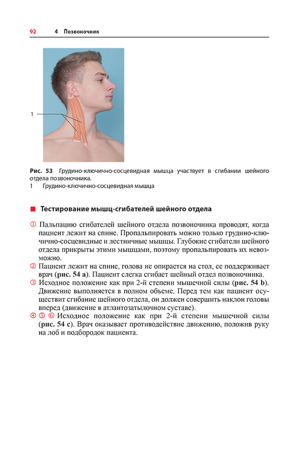 Рис. 53 Грудино-ключично-сосцевидная мышца участвует в сгибании шейного отдела позвоночника. Рис. 53 Грудино-ключично-сосцевидная мышца участвует в сгибании шейного отдела позвоночника.