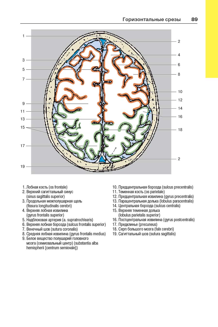 Пример страницы из книги "Атлас секционной анатомии человека на примере КТ- и МРТ-срезов". Том 1-й. Голова и шея