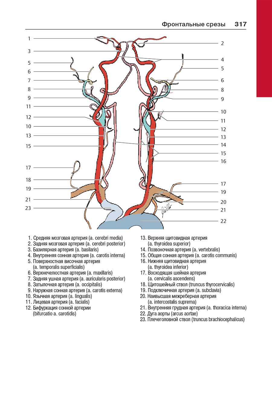 Пример страницы из книги "Атлас секционной анатомии человека на примере КТ- и МРТ-срезов". Том 1-й. Голова и шея