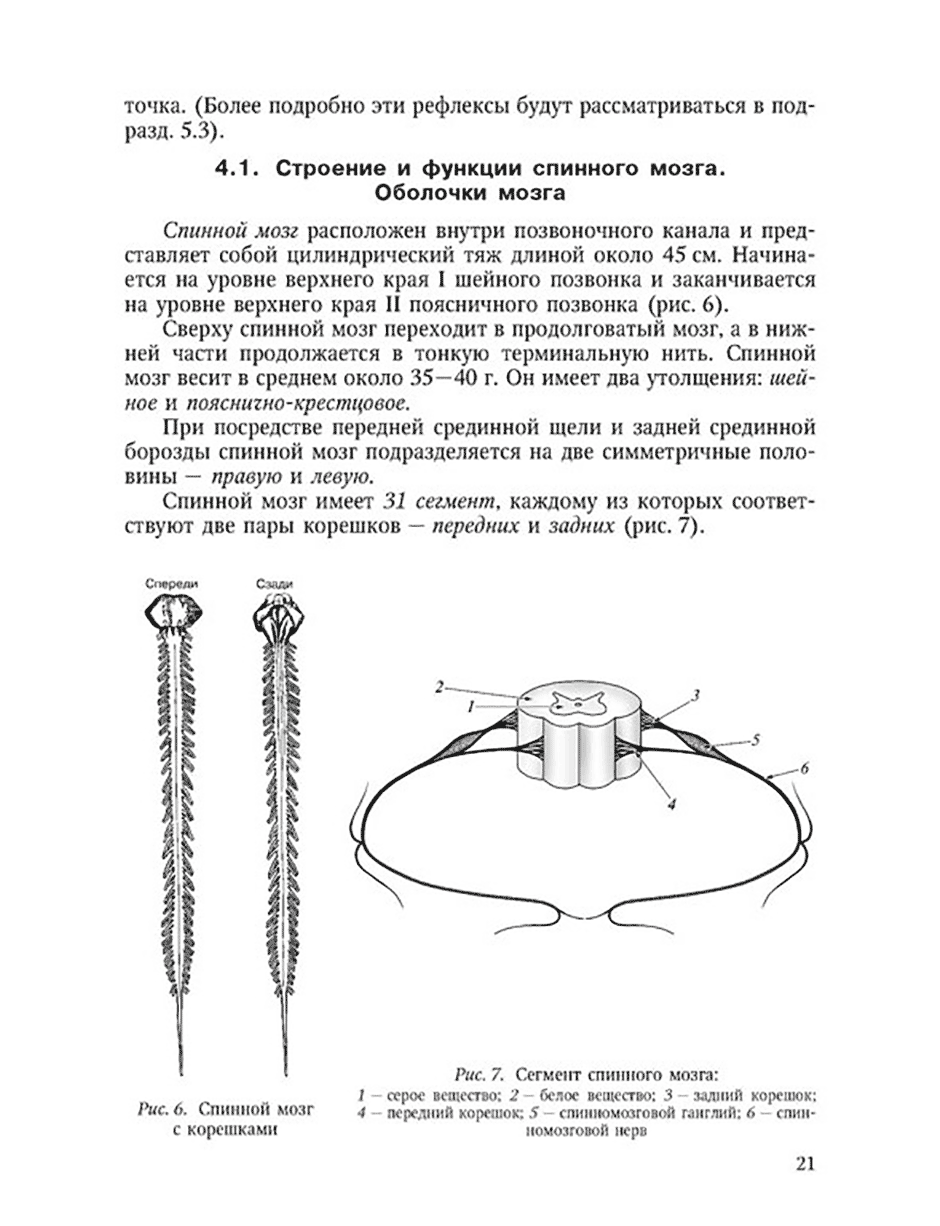 Рис. 7. Сегмент спинного мозга