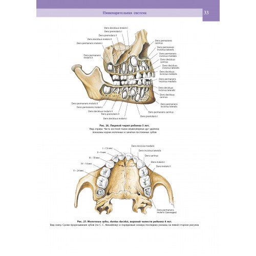 Примеры страниц из книги "Атлас анатомии человека в 4-х т." Том 2 