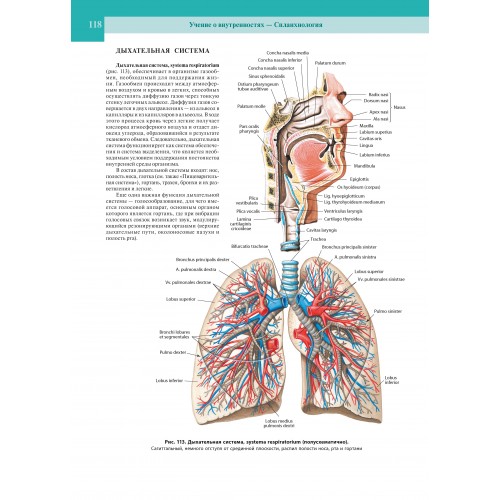 Примеры страниц из книги "Атлас анатомии человека в 4-х т." Том 2 
