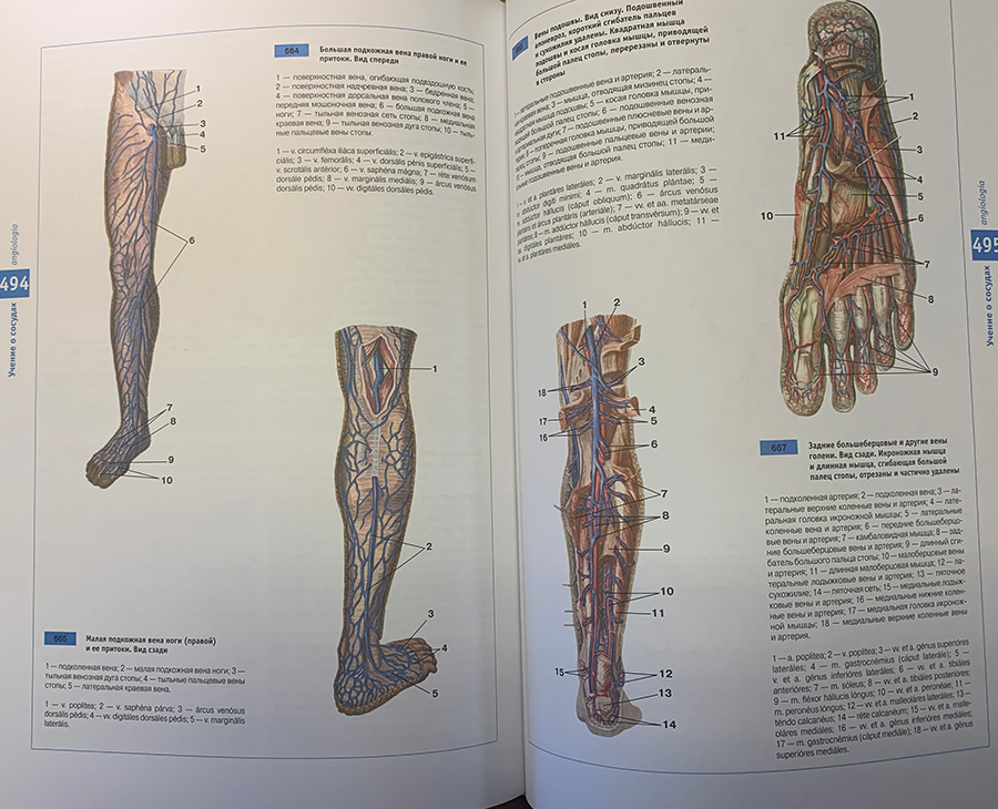 Примеры страниц из книги "Атлас нормальной анатомии человека"
