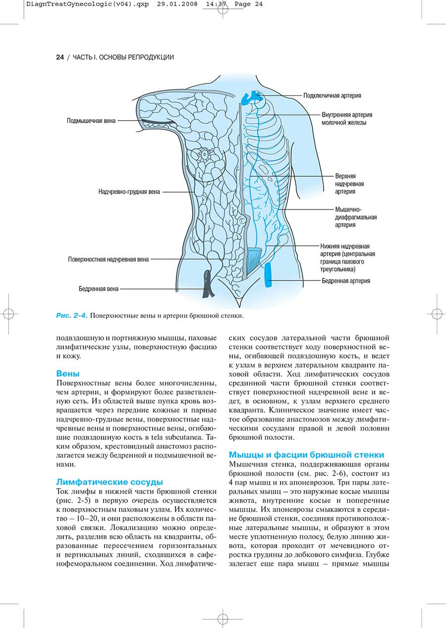 Рис. 2-4. Поверхностные вены и артерии брюшной стенки.
