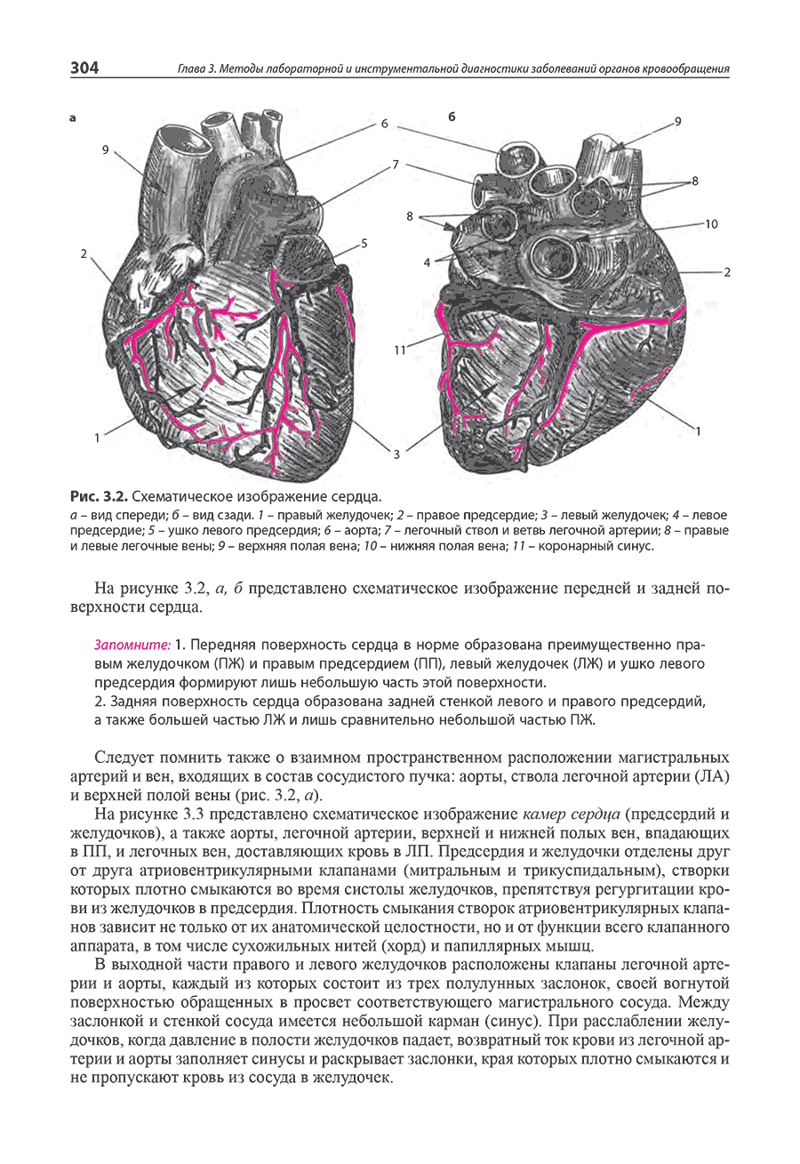 Рис. 3.2. Схематическое изображение сердца.