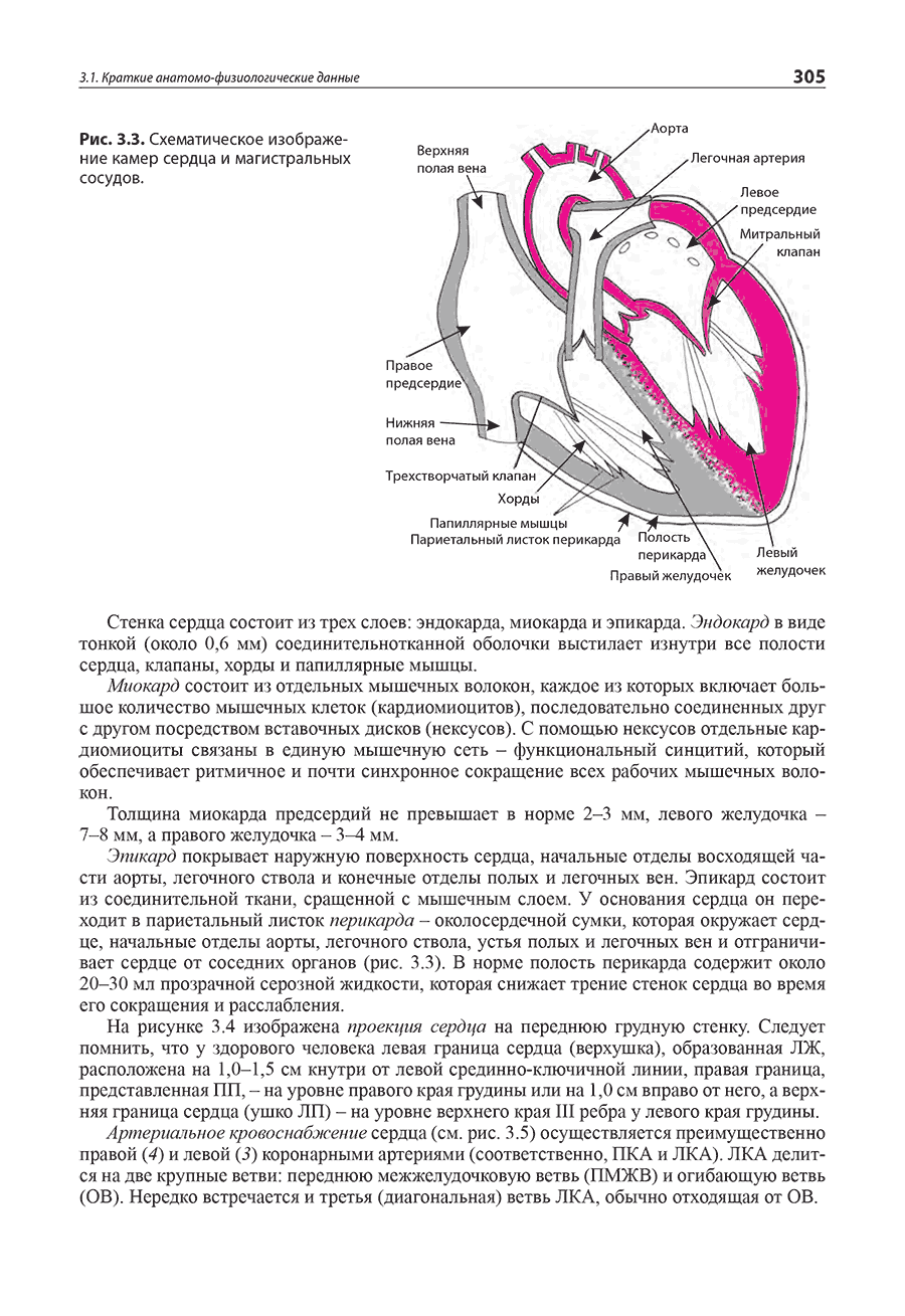 Рис. 3.3. Схематическое изображение камер сердца и магистральных сосудов.
