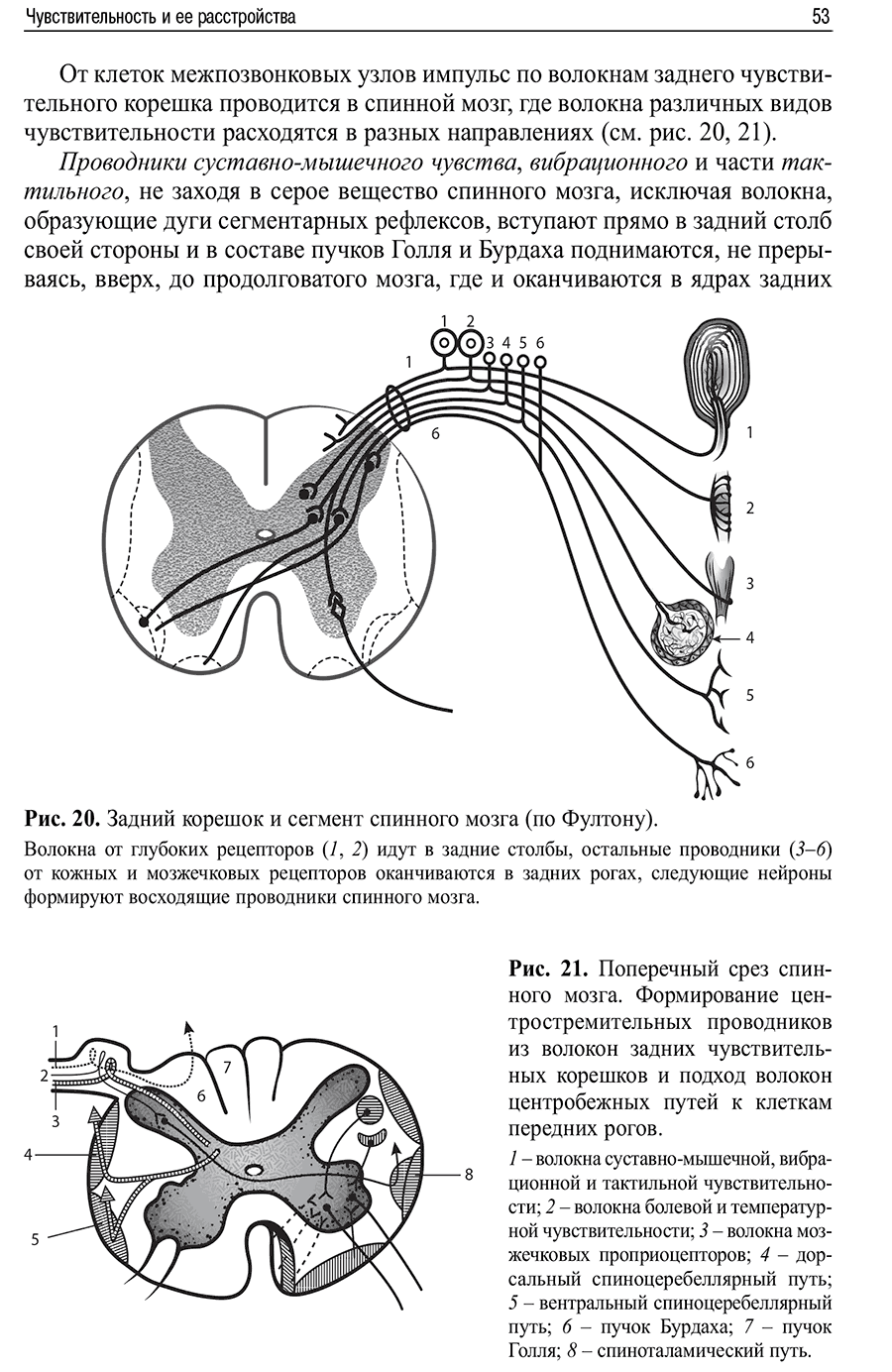 Рис. 20. Задний корешок и сегмент спинного мозга (по Фултону)