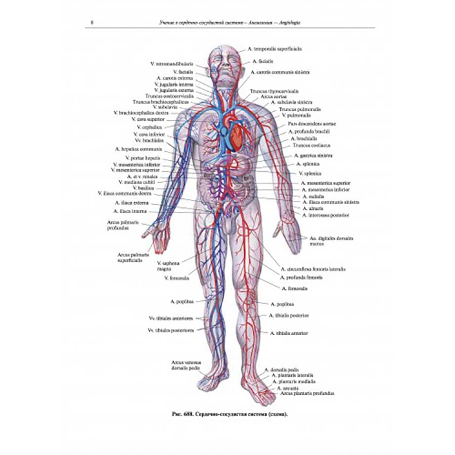 "Атлас анатомии человека в 3 томах". Том 2 (ангиология, лимфоидные органы) - Синельников Р. Д.