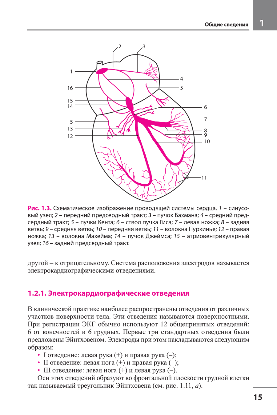Рис. 1.3. Схематическое изображение проводящей системы сердца.