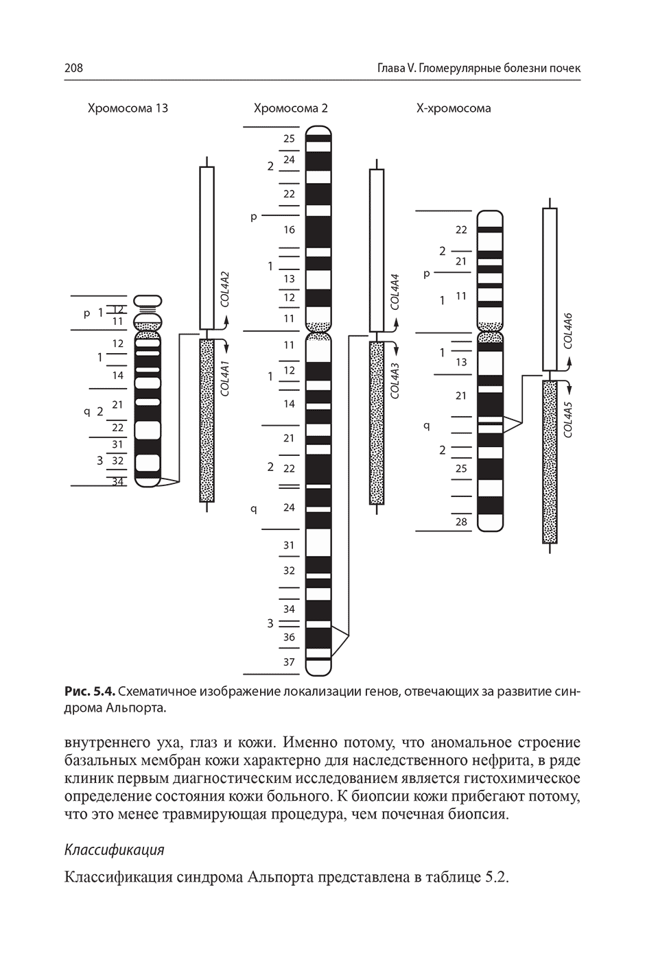 Рис. 5.4. Схематичное изображение локализации генов, отвечающих за развитие