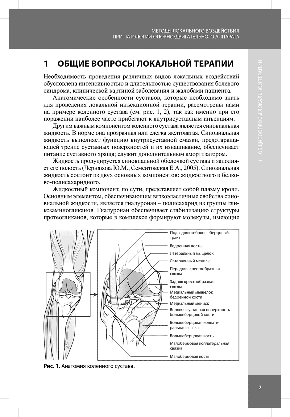 Рис. 1. Анатомия коленного сустава