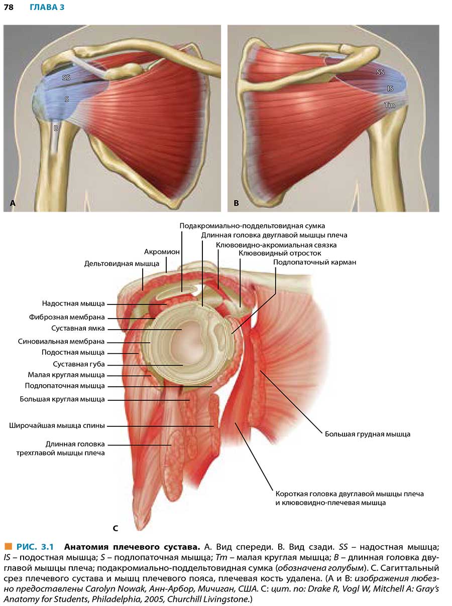 Анатомия плечевого сустава.