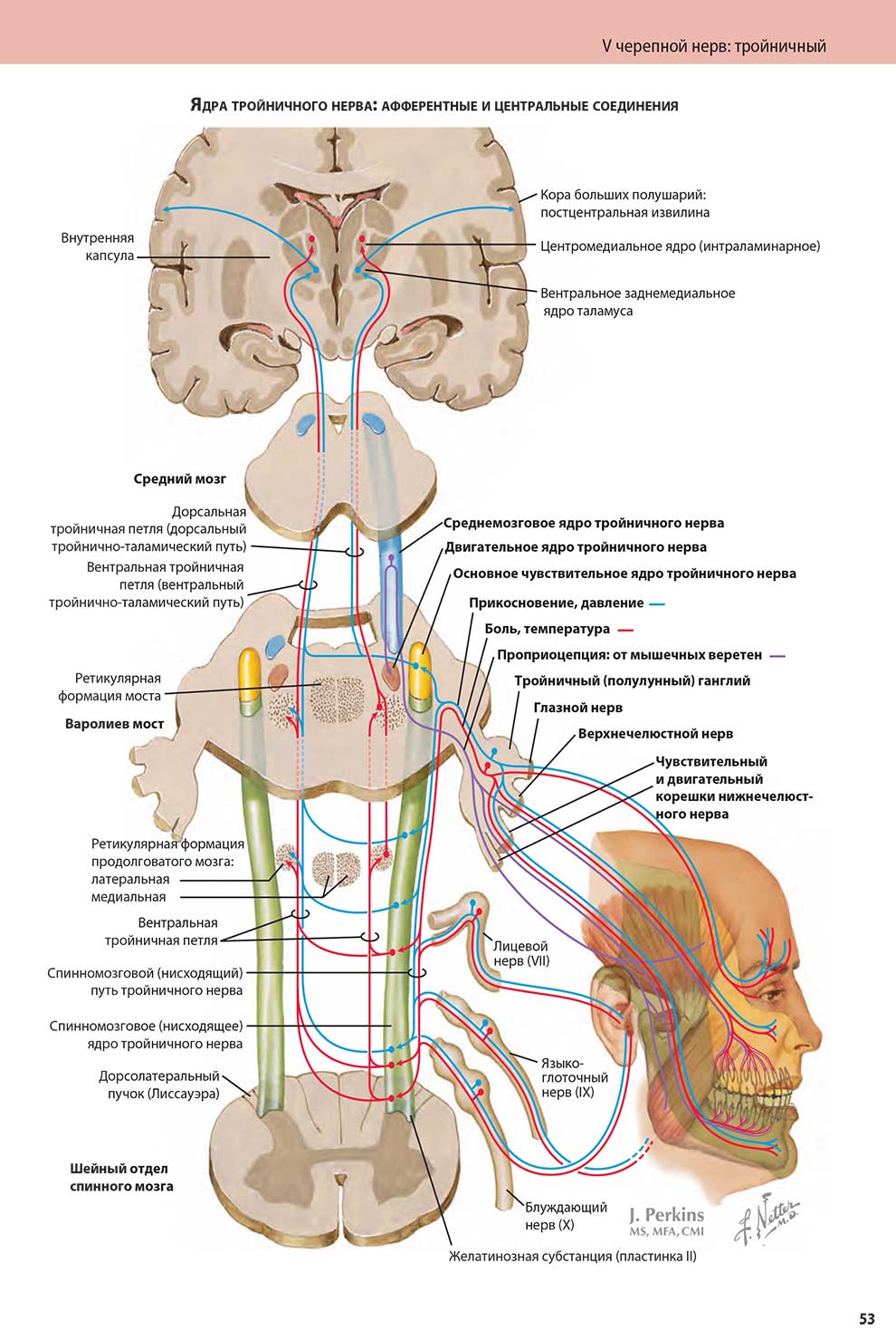 Ядра тройничного нерва: афферентные и центральные соединения