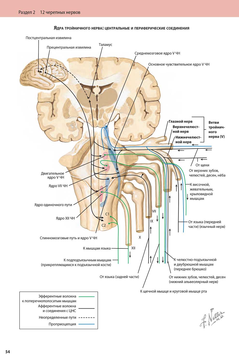 Ядра тройничного нерва: центральные и периферические соединения