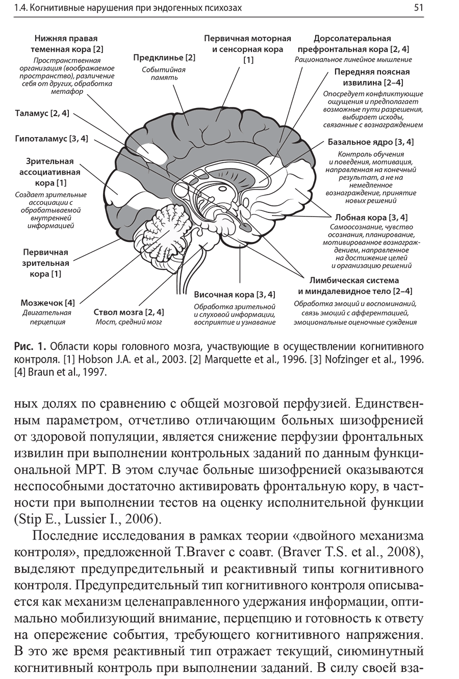 Рис. 1. Области коры головного мозга, участвующие в осуществлении когнитивного контроля