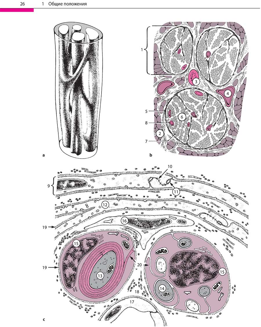 Пример страниц из книги "Поражения периферических нервов и корешковые синдромы" - Мументалер М.