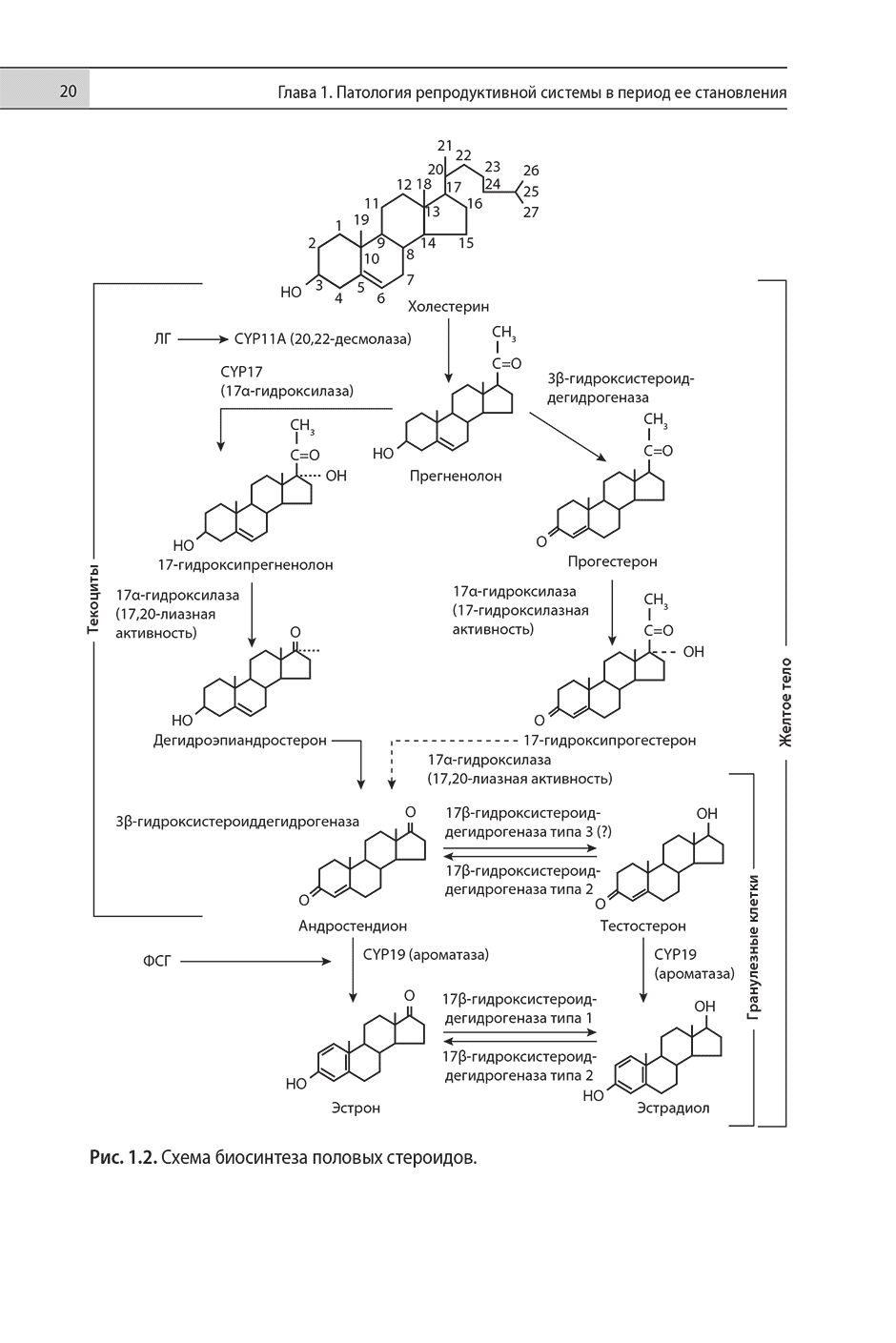 Рис. 1.2. Схема биосинтеза половых стероидов.