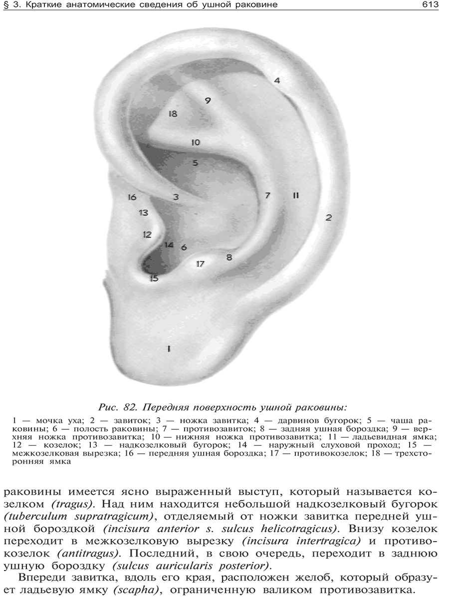 Рис. 82. Передняя поверхность ушной раковины