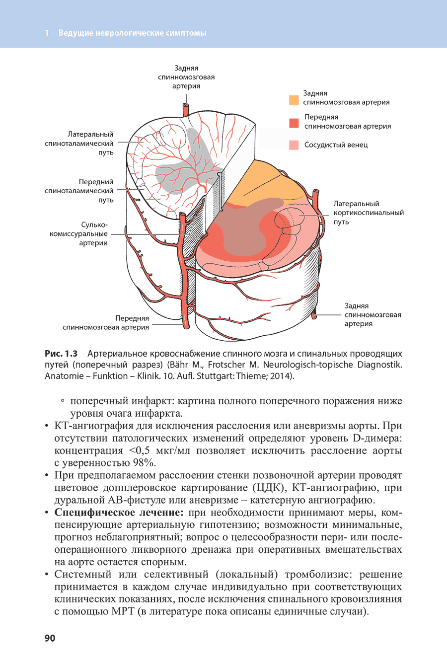 Рис. 1.3 Артериальное кровоснабжение спинного мозга и спинальных проводящих путей (поперечный разрез)