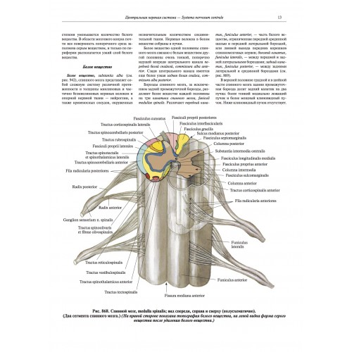 Примеры страниц из книги "Атлас анатомии человека в 4-х т." Том 4