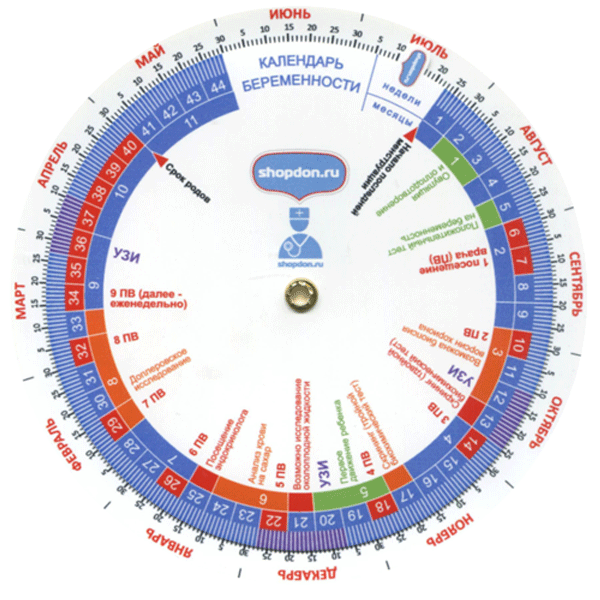Календарь беременности &mdash; круг-калькулятор: рассчитать срок по неделям и дату родов