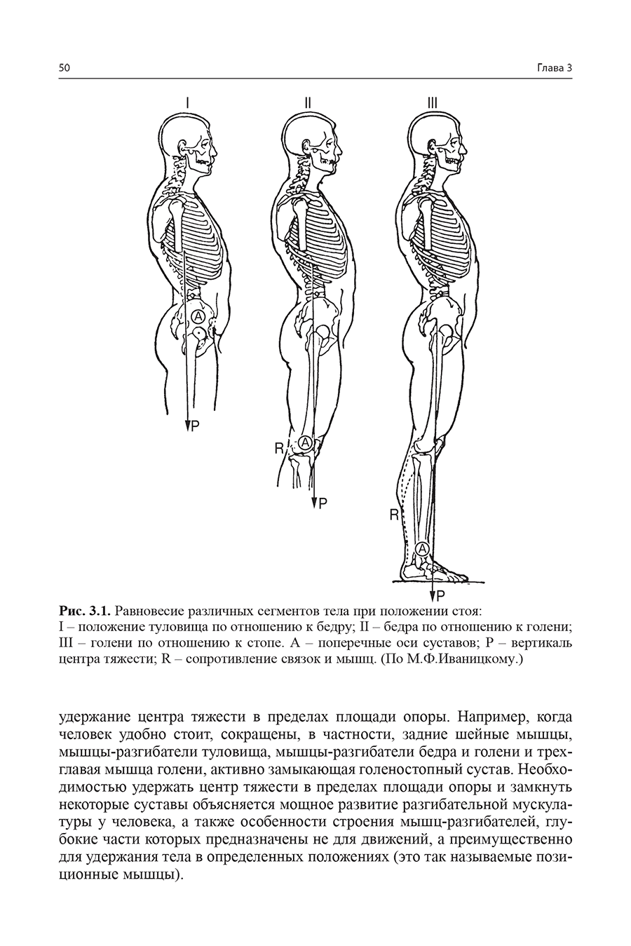 Рис. 3.1. Равновесие различных сегментов тела при положении стоя