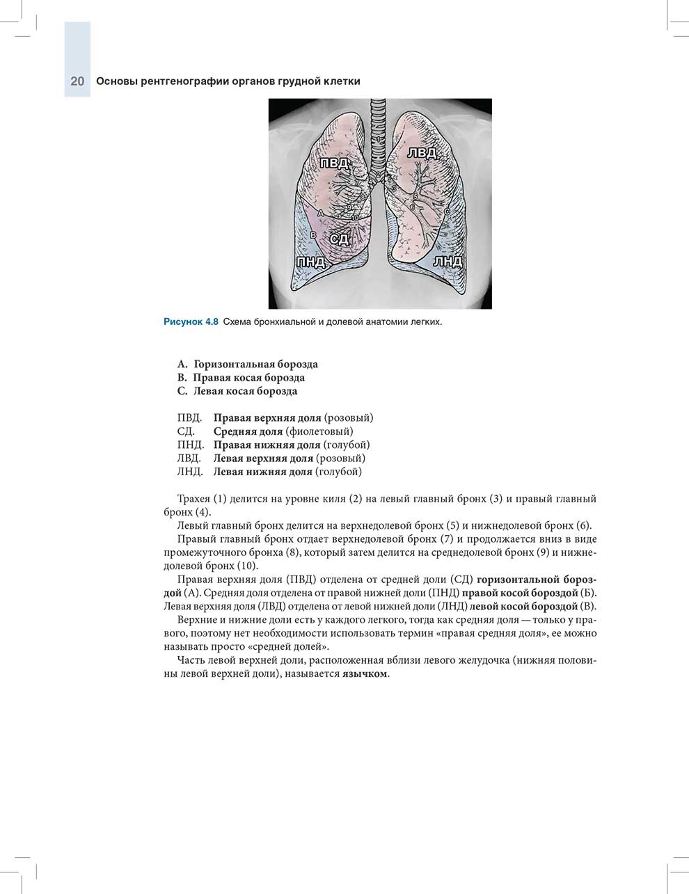 Схема бронхиальной и долевой анатомии легких