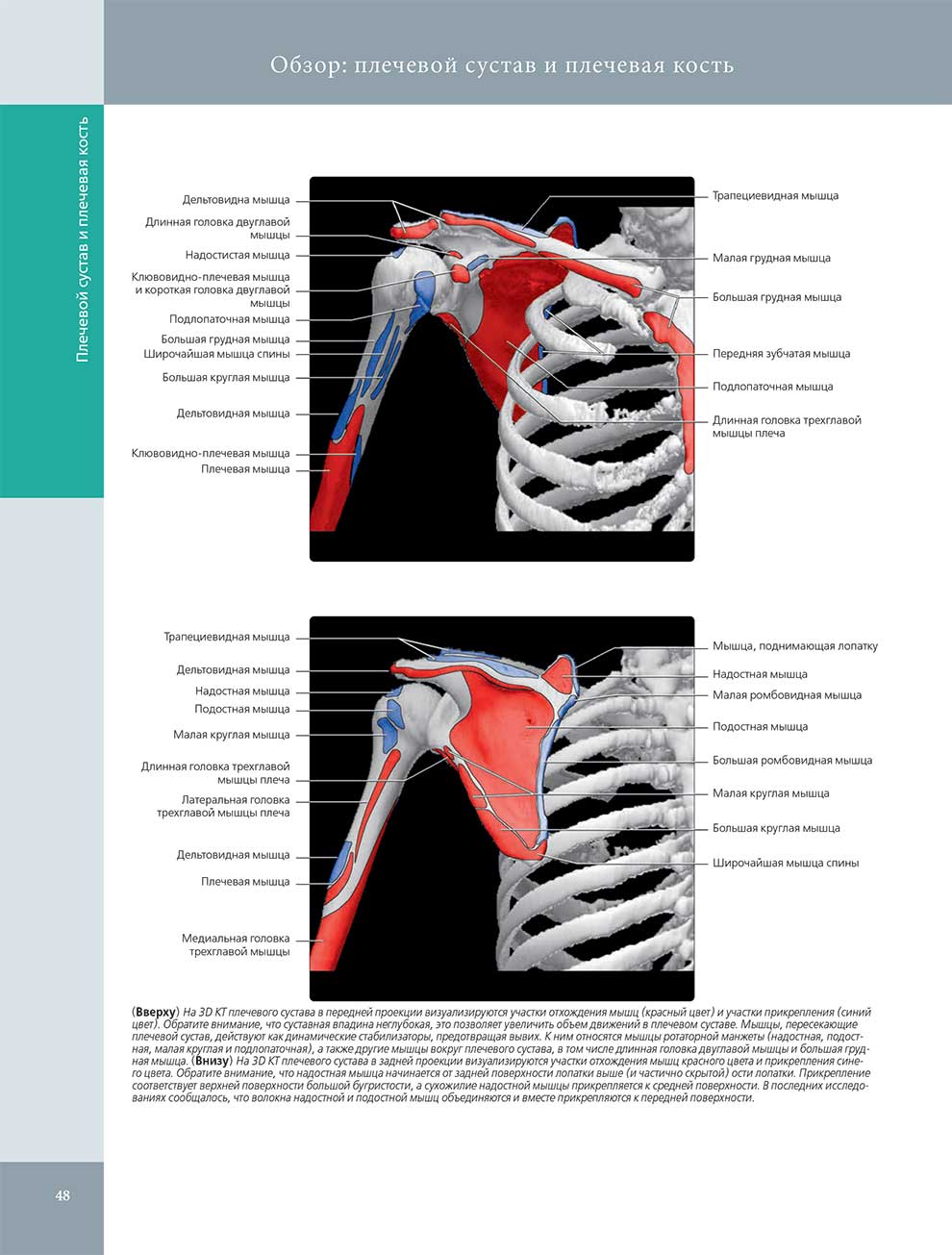 Обзор: плечевой сустав и плечевая кость
