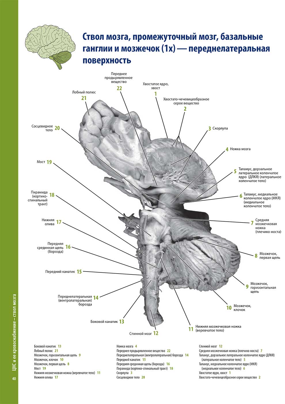 Ствол мозга, промежуточный мозг, базальные ганглии и мозжечок (1х) — переднелатеральная поверхность