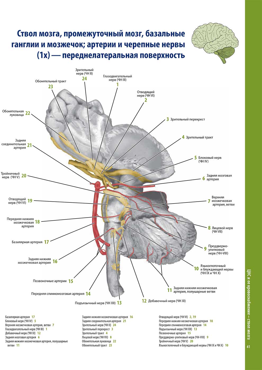 Ствол мозга, промежуточный мозг, базальные ганглии и мозжечок; артерии и черепные нервы (1 х) — переднелатеральная поверхность