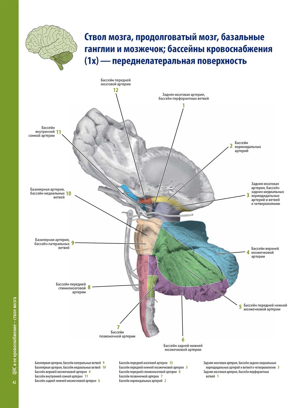 Ствол мозга, продолговатый мозг, базальные ганглии и мозжечок; бассейны кровоснабжения (1 х) — переднелатеральная поверхность
