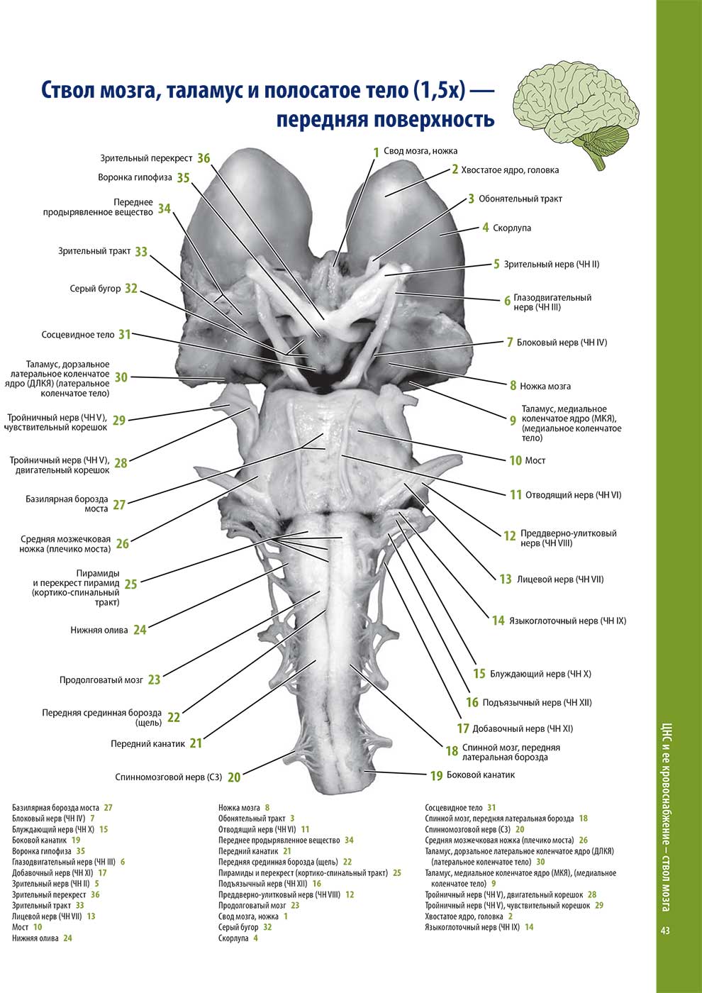 Ствол мозга, таламус и полосатое тело (1,5х) — передняя поверхность