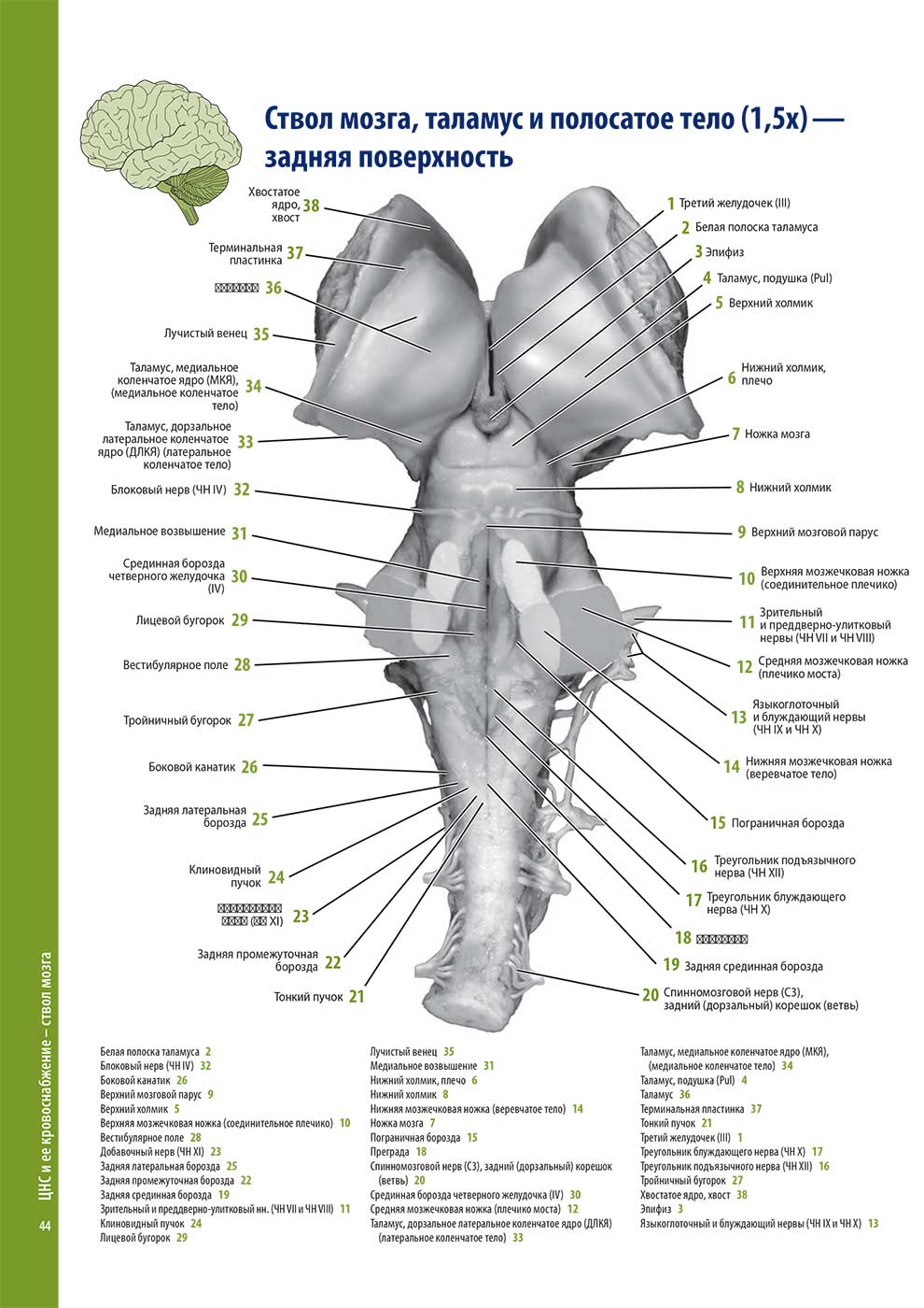 Ствол мозга, таламус и полосатое тело (1,5х) — задняя поверхность