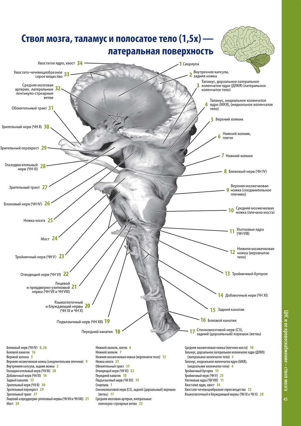 Ствол мозга, таламус и полосатое тело (1,5х) — латеральная поверхность