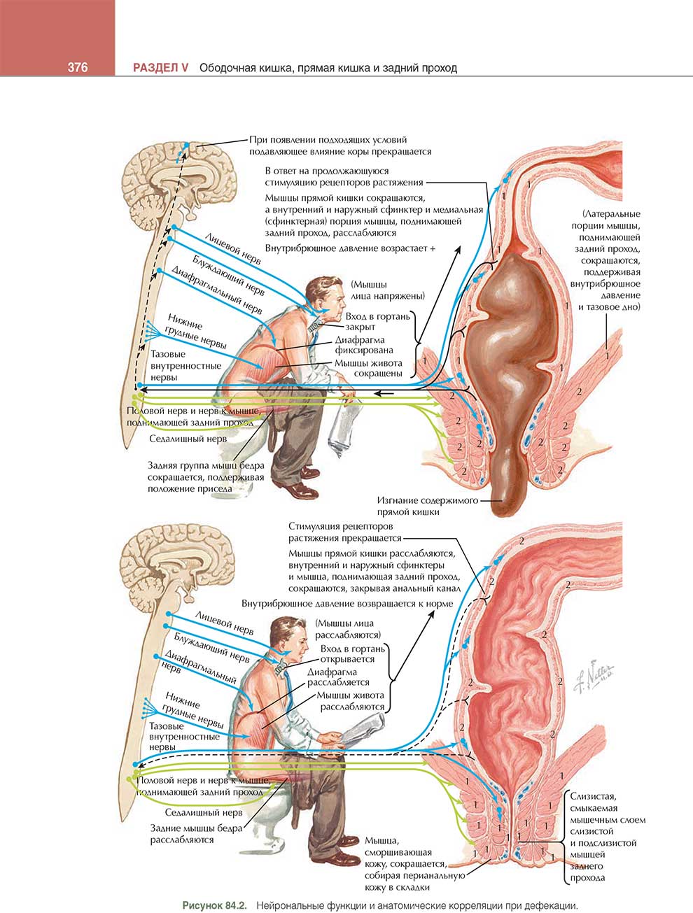 Нейрональные функции и анатомические корреляции при дефекации