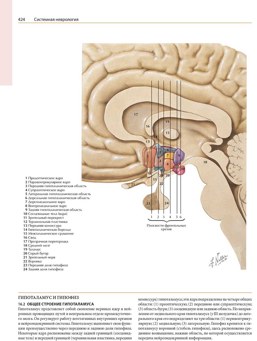 Пример страницы из книги "Неврология. Атлас с иллюстрациями Неттера" - Фелтен Д. Л.