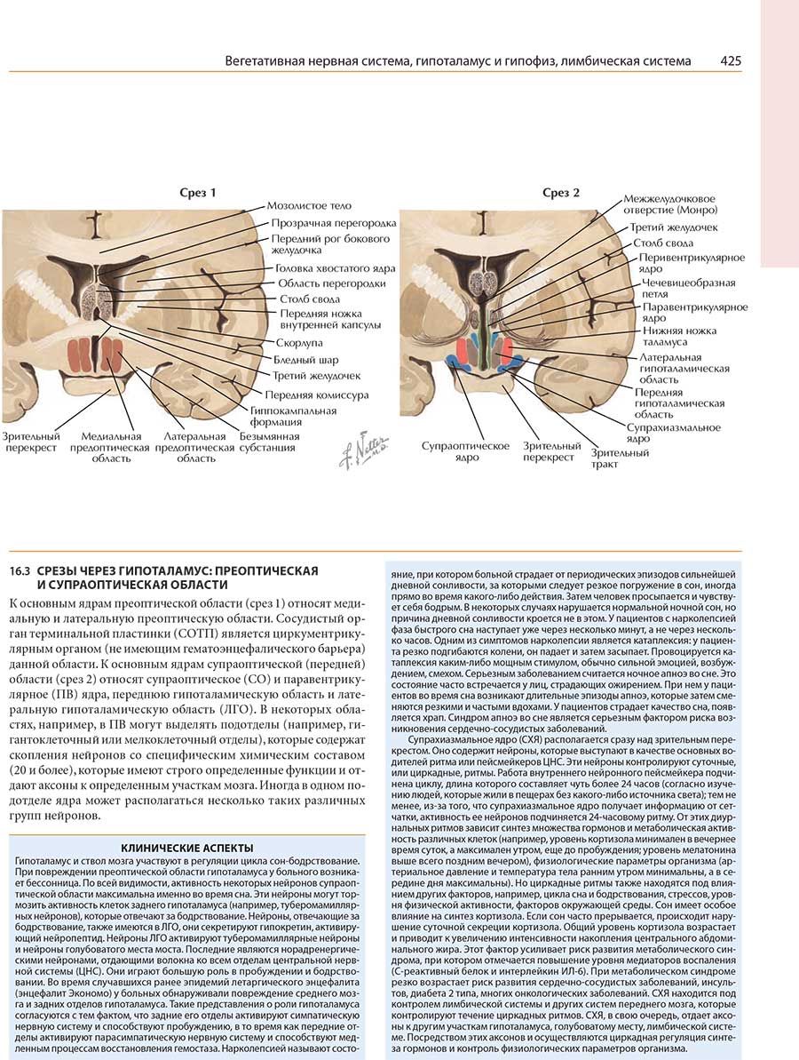 Вегетативная нервная система, гипоталамус и гипофиз, лимбическая система
