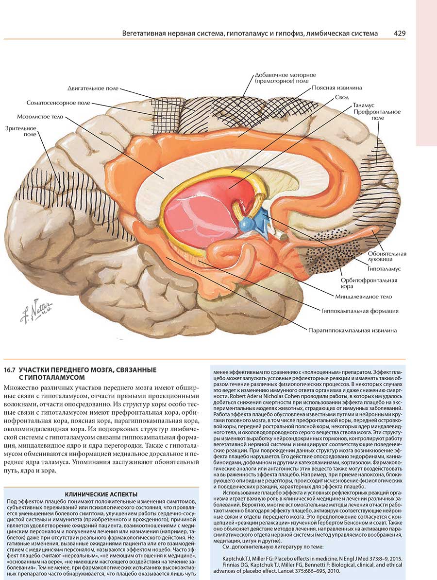 Неврология. Атлас с иллюстрациями Неттера