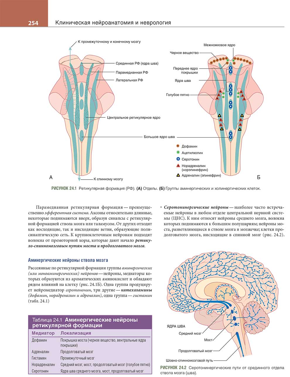 Серотонинергические пути от срединного отдела ствола мозга (шва).