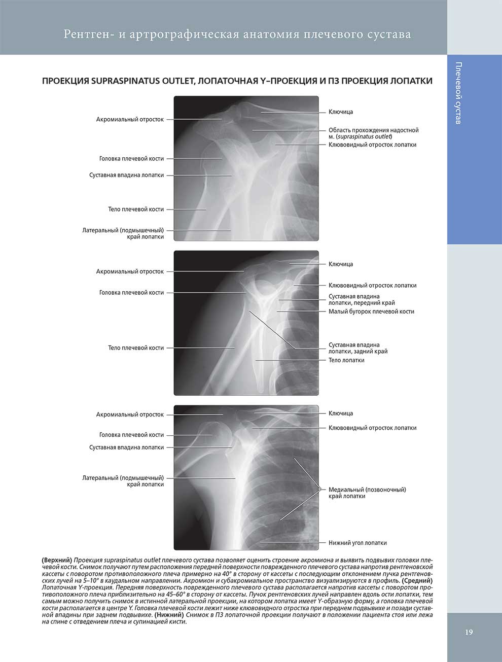 Рентген- и артрографическая анатомия плечевого сустава