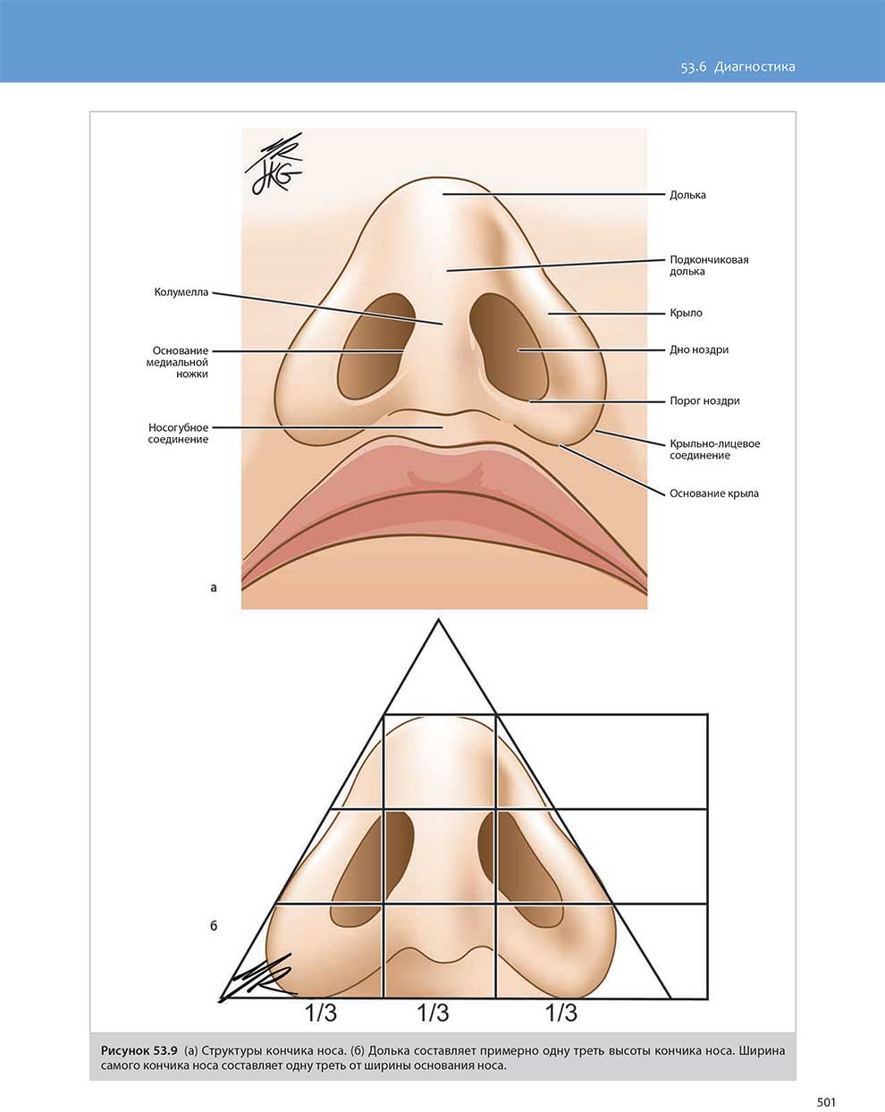 Структуры кончика носа.