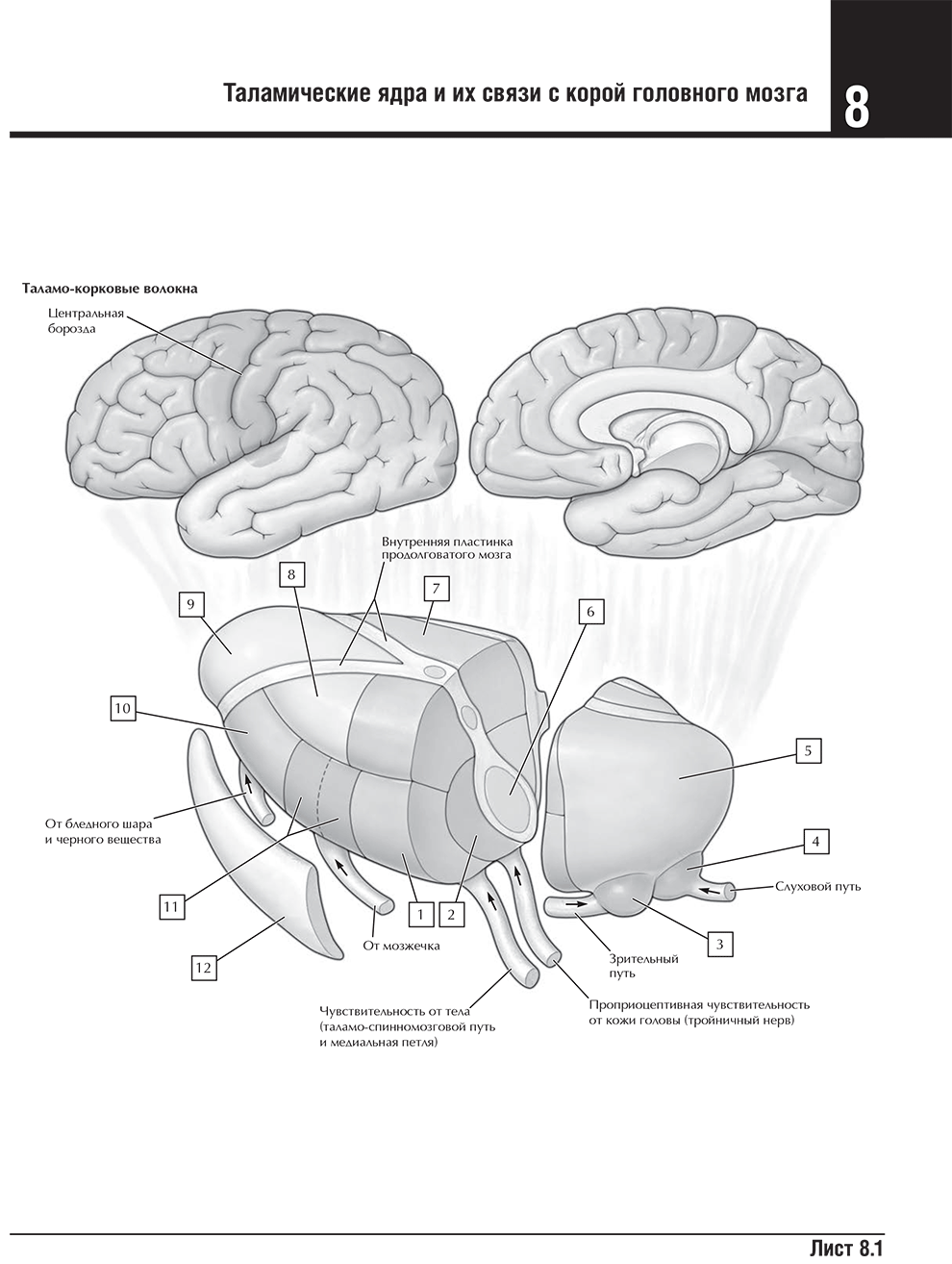 Таламические ядра и их связи с корой головного мозга