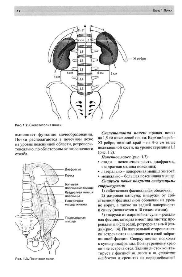 Почечное ложе Почечное ложе